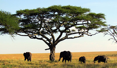 Braving-an-African-Safari-in-Namibia
