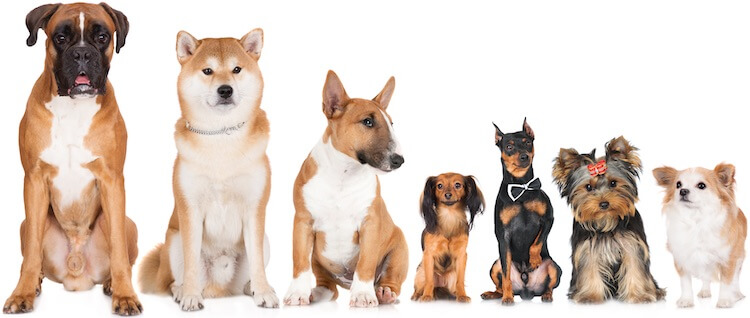 list of all dog breeds