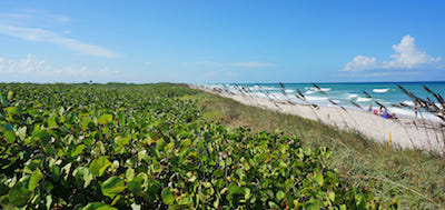 Canaveral National Seashore, Florida